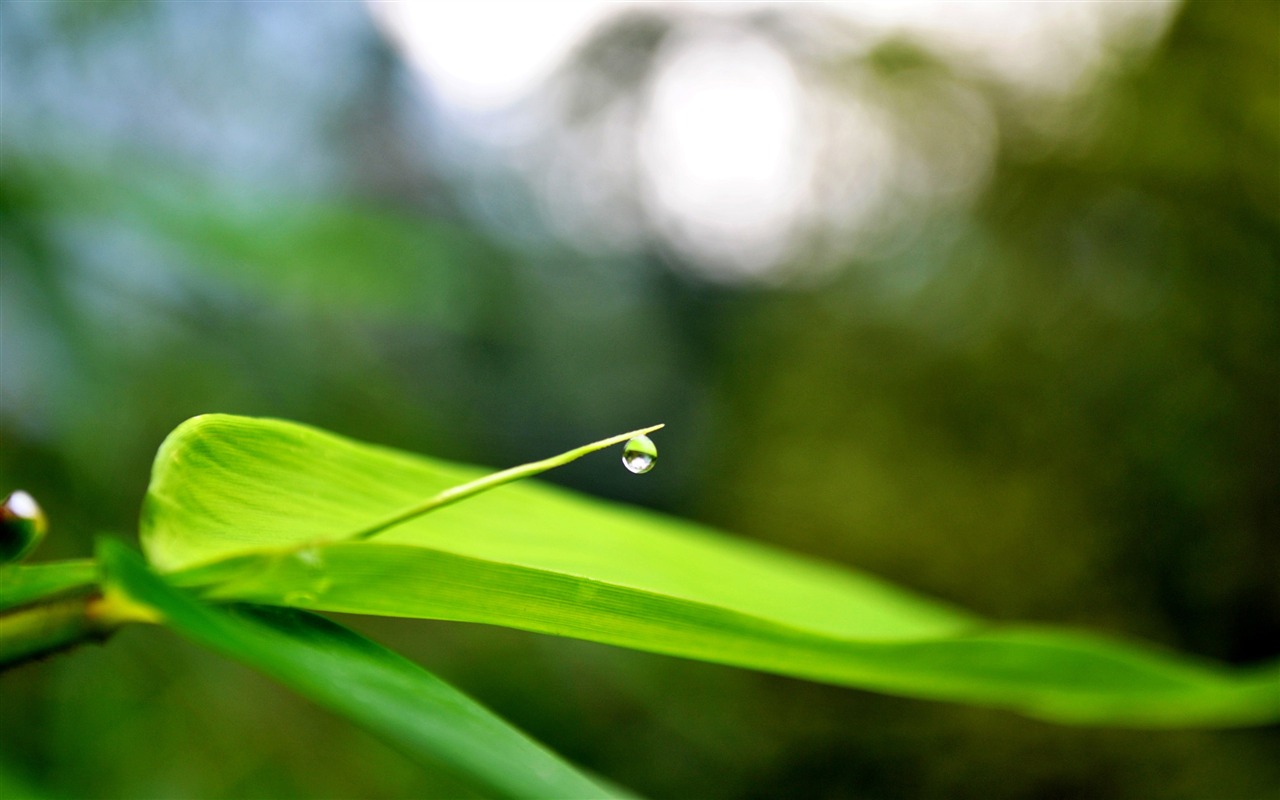 Macro Flower Grass (2) (genzhukou works) #21 - 1280x800