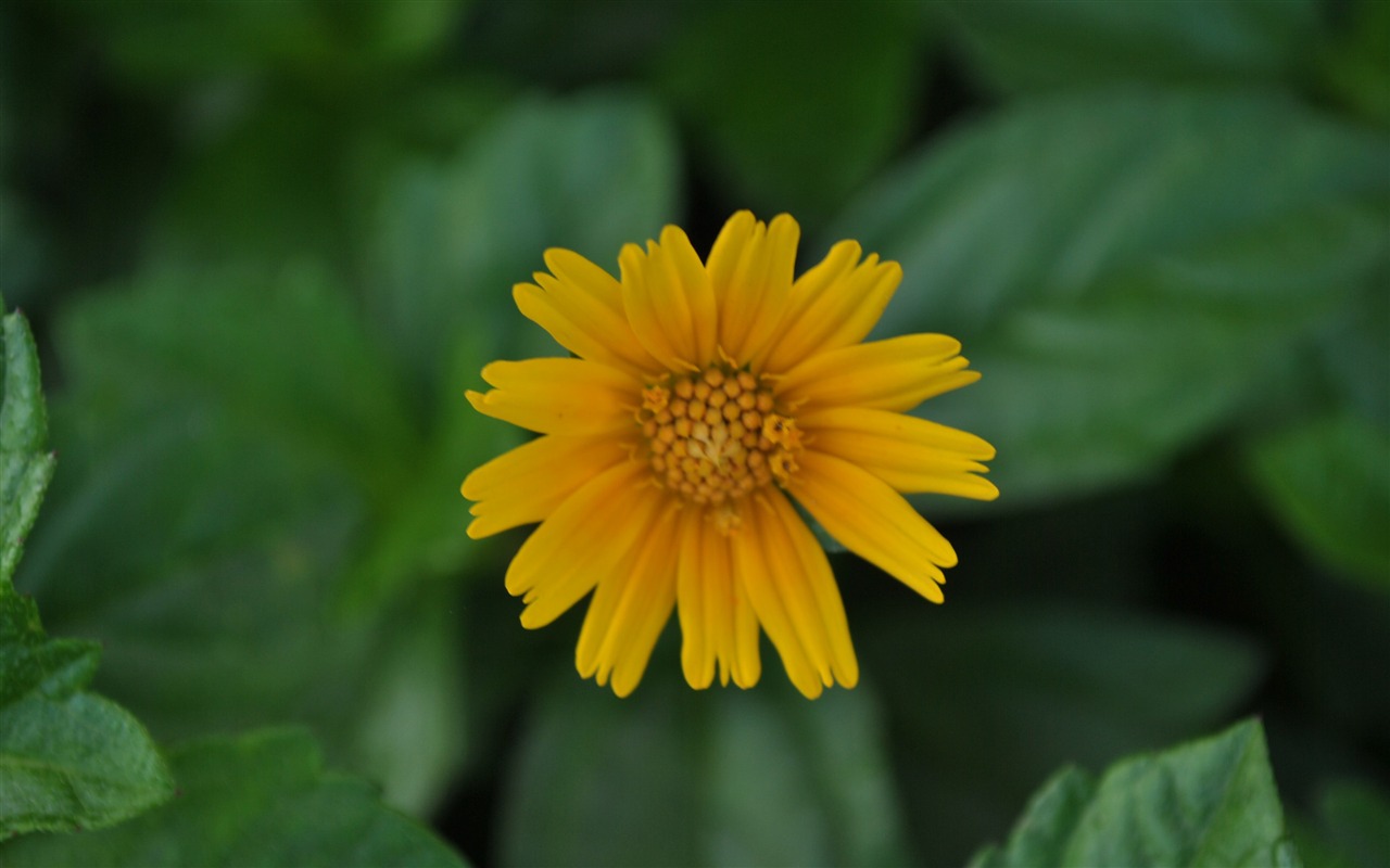 Macro flor de hierba (2) (obras genzhukou) #23 - 1280x800