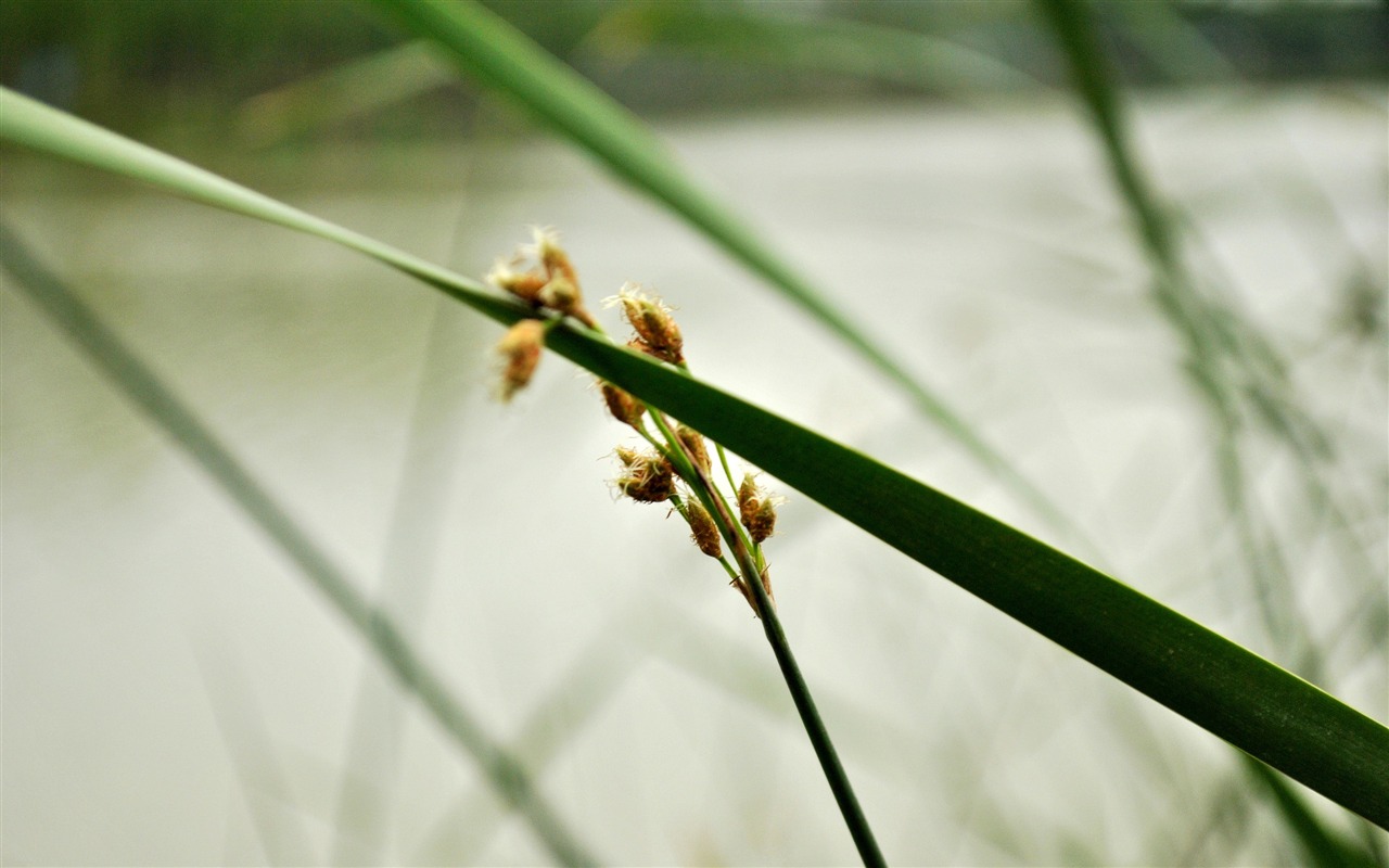 Makro květ tráva (2) (genzhukou práce) #28 - 1280x800