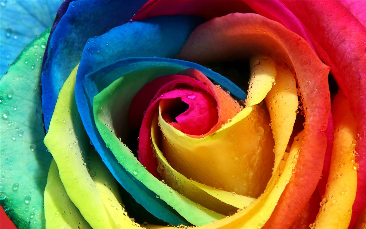 Velké Rose Foto tapety (5) #1 - 1280x800