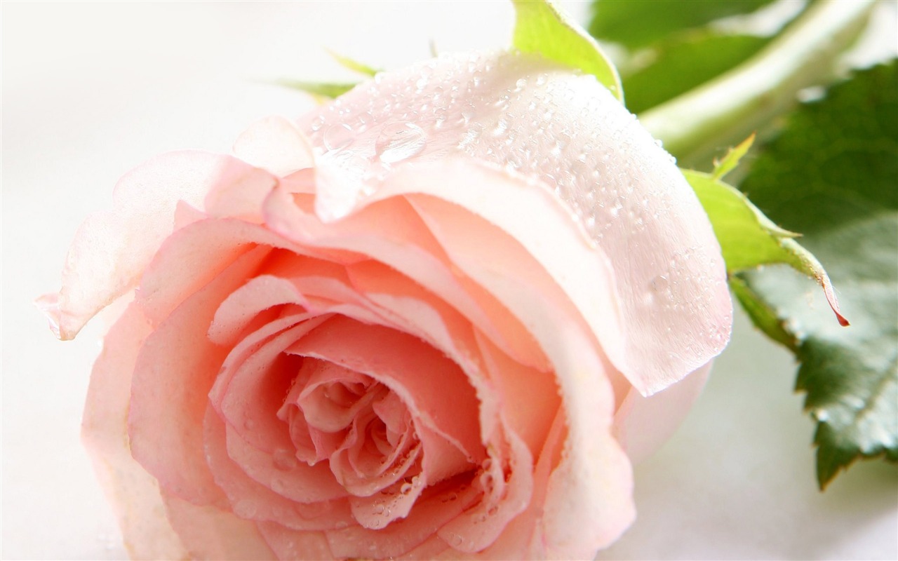 Large Rose Photo Wallpaper (5) #5 - 1280x800