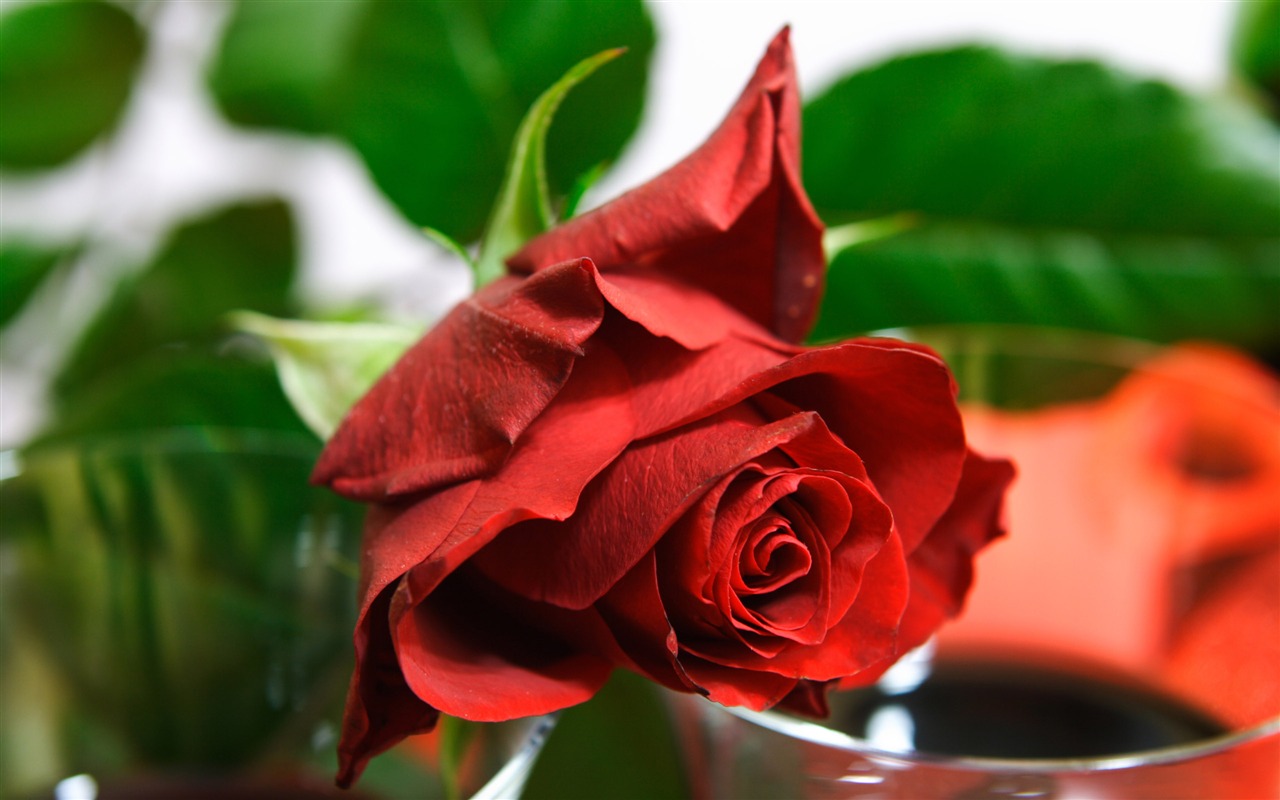 Velké Rose Foto tapety (5) #6 - 1280x800