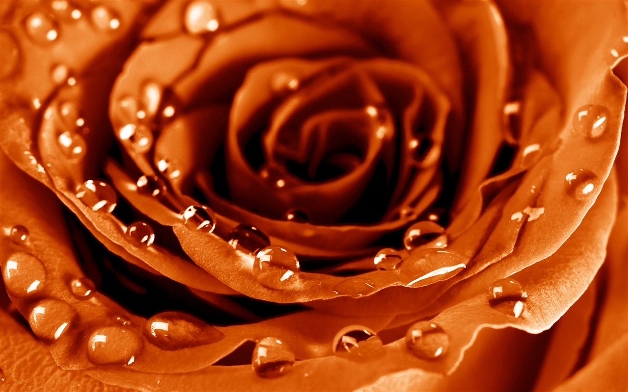 Velké Rose Foto tapety (5) #7 - 1280x800