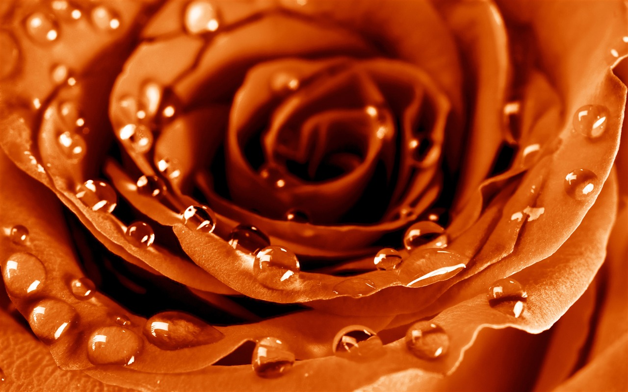 Large Rose Photo Wallpaper (5) #7 - 1280x800