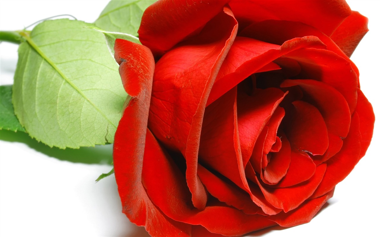 Velké Rose Foto tapety (5) #8 - 1280x800