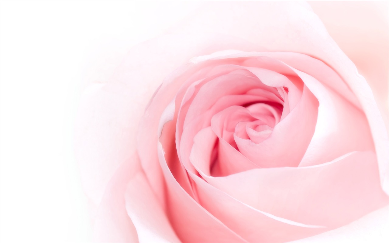 Large Rose Photo Wallpaper (5) #9 - 1280x800