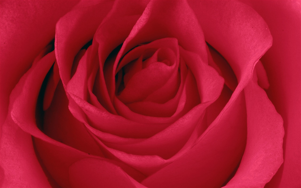 Large Rose Photo Wallpaper (5) #11 - 1280x800