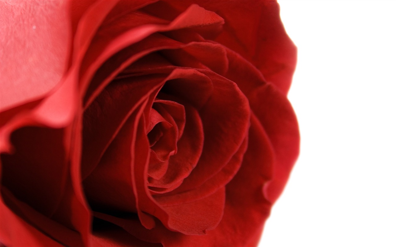 Large Rose Photo Wallpaper (5) #15 - 1280x800