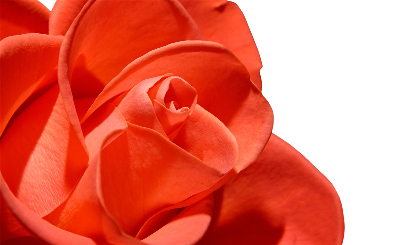 Large Rose Photo Wallpaper (5) #16 - 1280x800