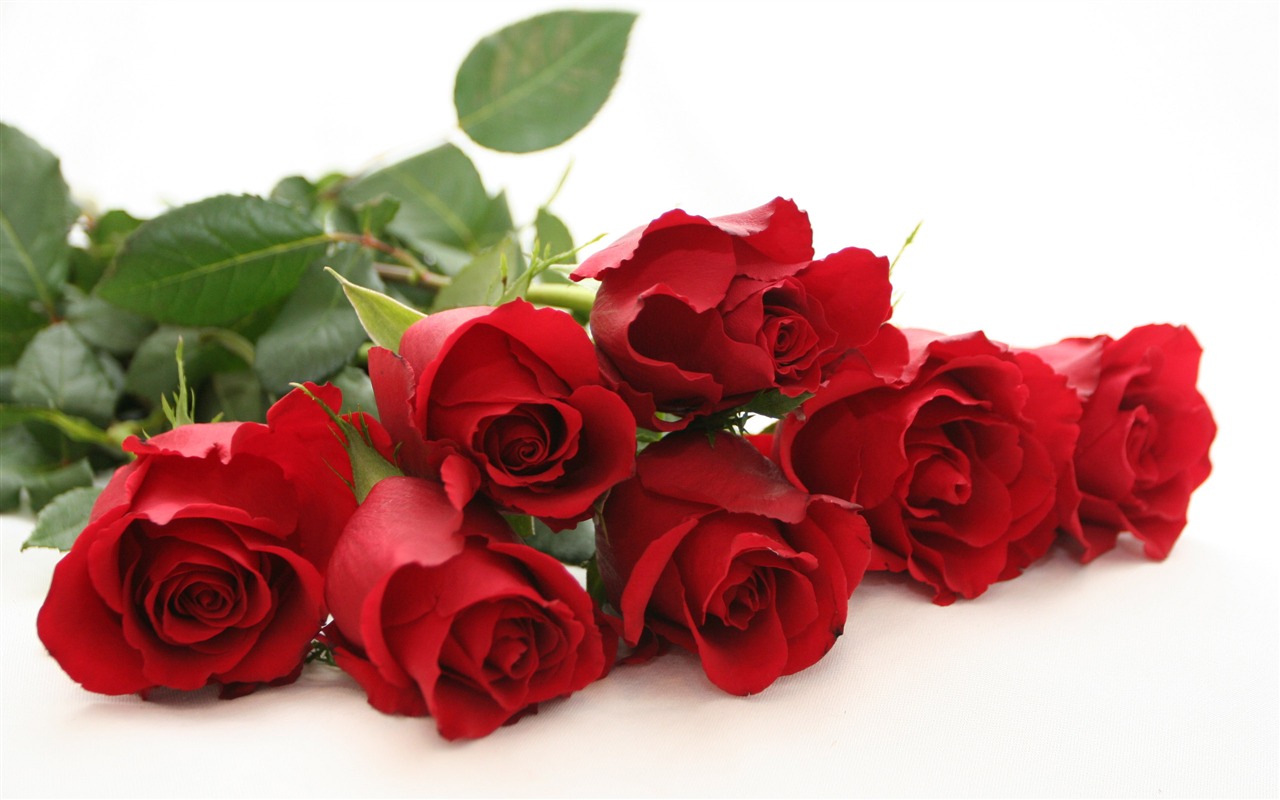 Velké Rose Foto tapety (5) #18 - 1280x800