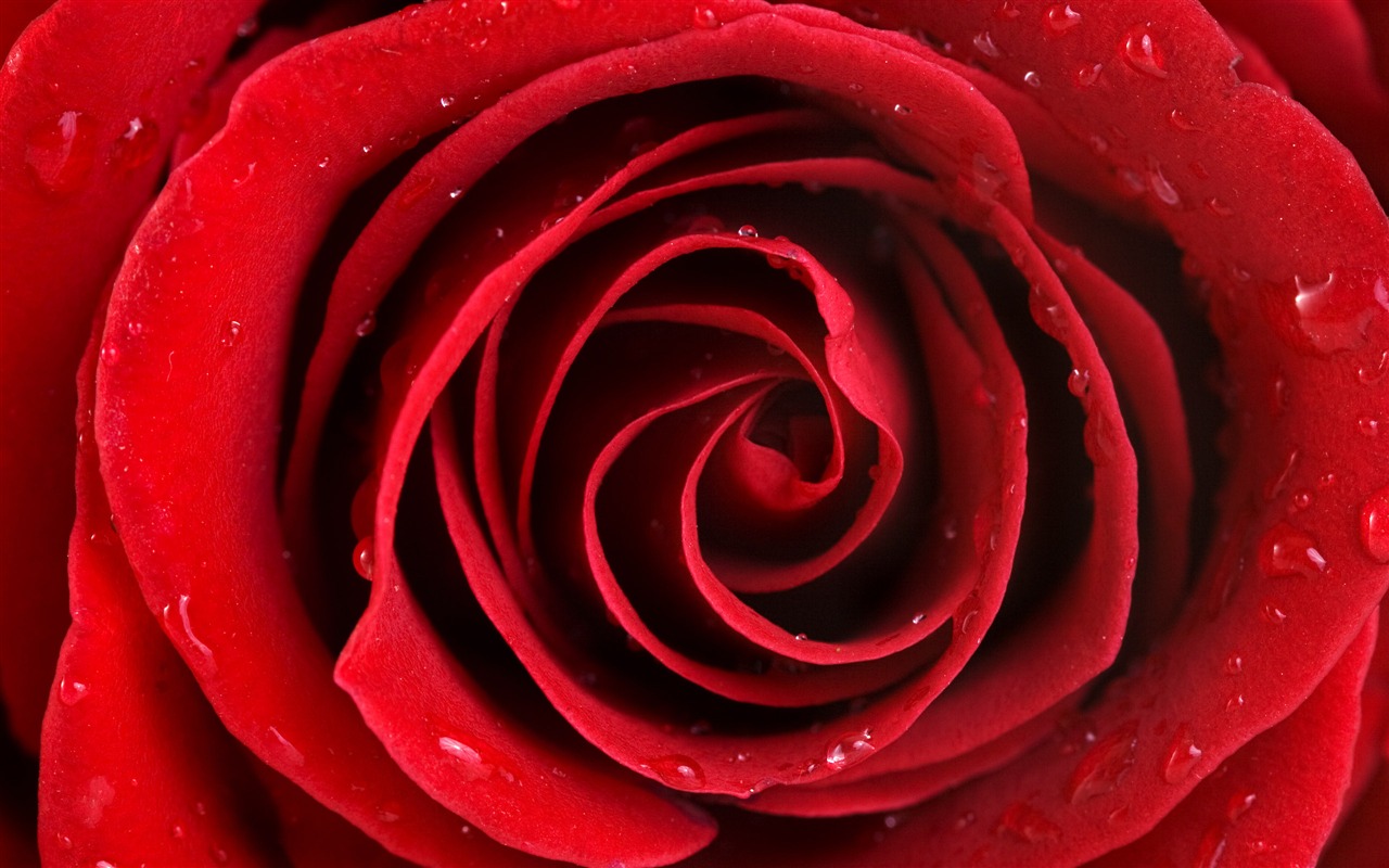 Large Rose Photo Wallpaper (5) #19 - 1280x800