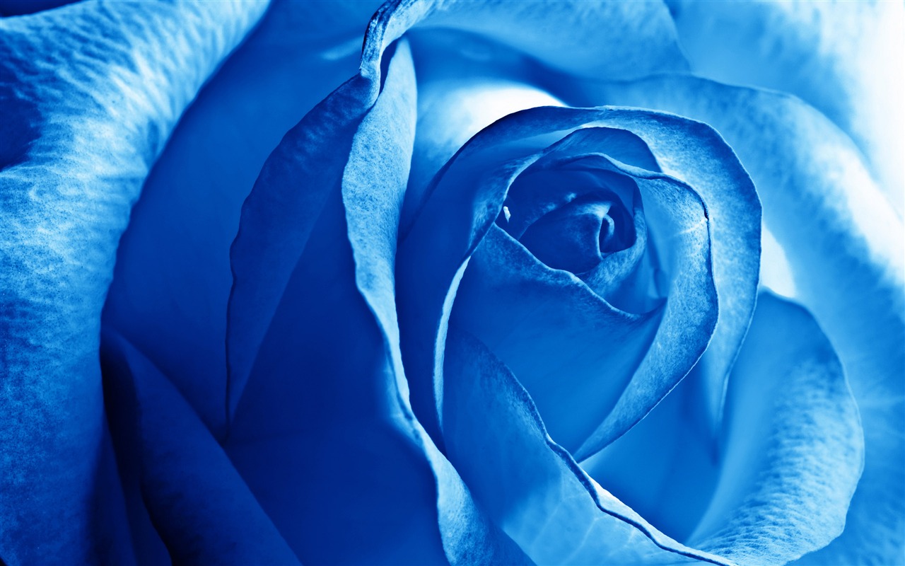 Large Rose Photo Wallpaper (5) #20 - 1280x800