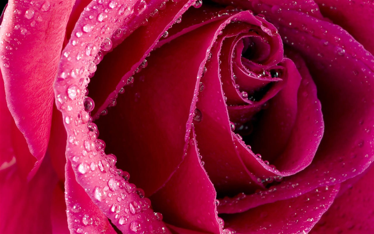 Large Rose Photo Wallpaper (6) #1 - 1280x800