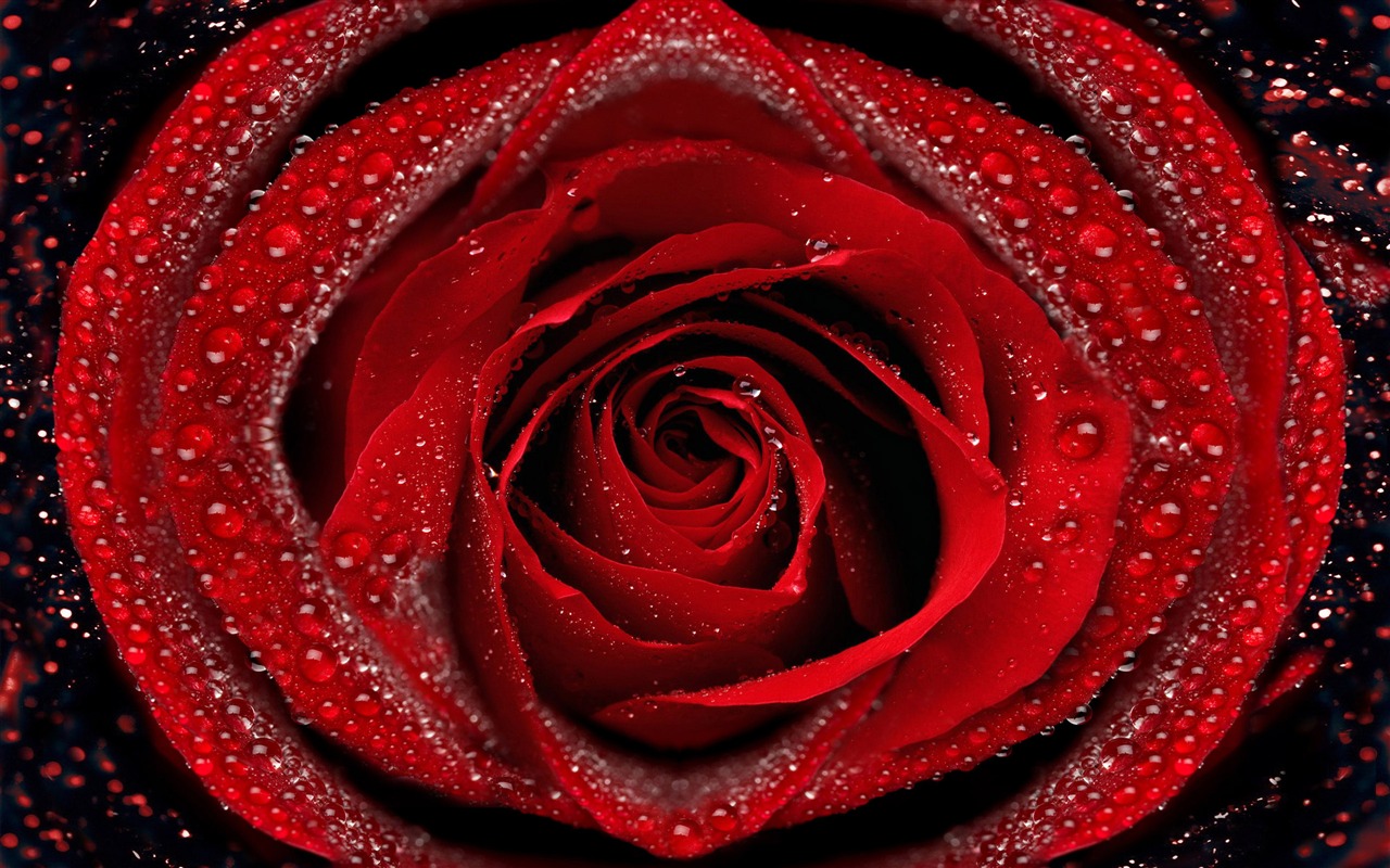 Grand Rose Fond d'écran Photo (6) #2 - 1280x800