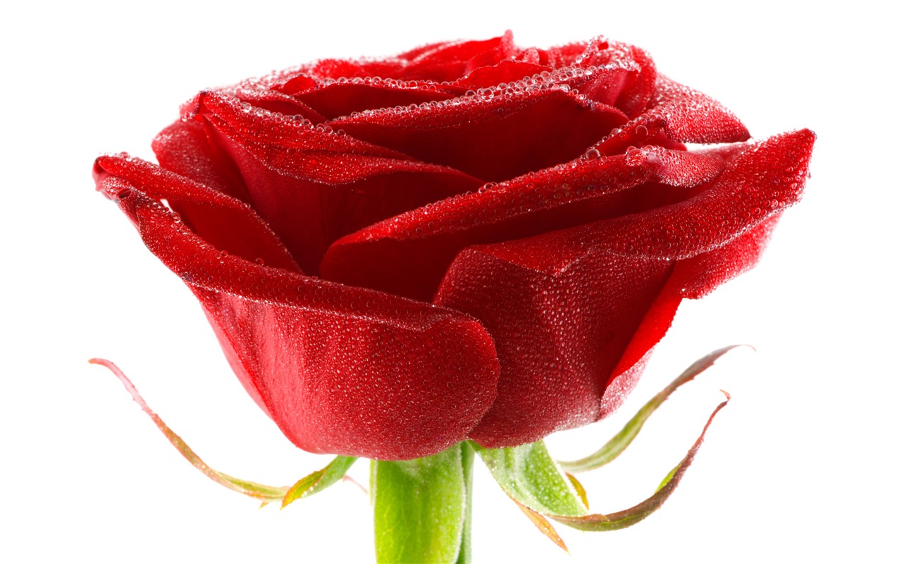 Velké Rose Foto tapety (6) #6 - 1280x800