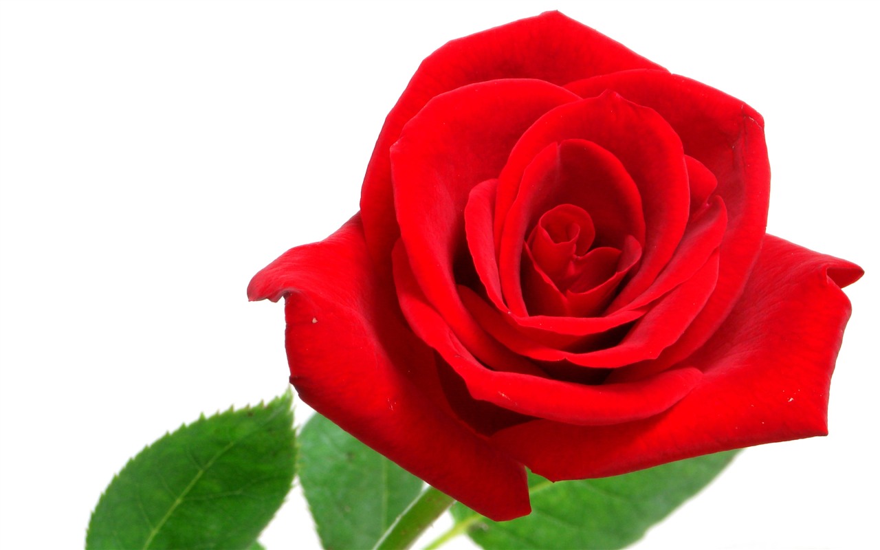 Velké Rose Foto tapety (6) #7 - 1280x800