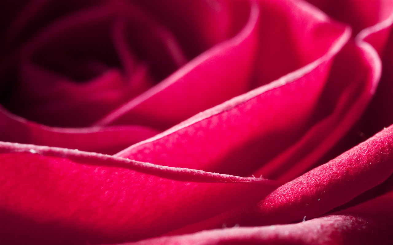 Large Rose Photo Wallpaper (6) #10 - 1280x800