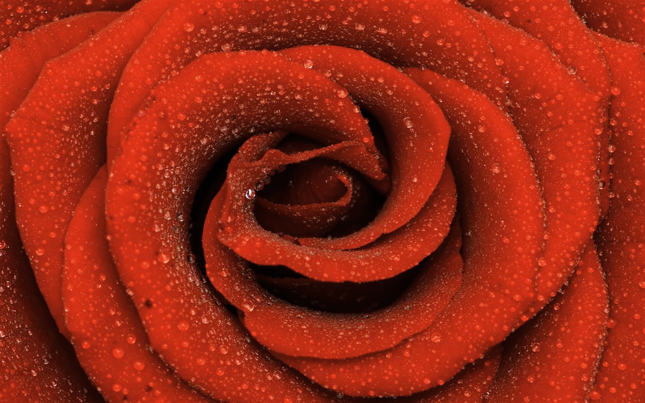 Large Rose Photo Wallpaper (6) #16 - 1280x800