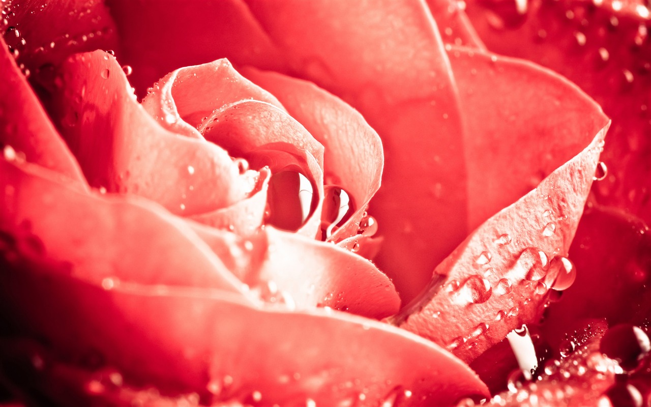 Large Rose Photo Wallpaper (6) #19 - 1280x800