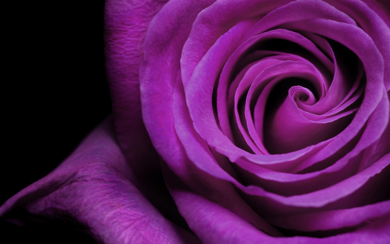 Large Rose Photo Wallpaper (6) #20 - 1280x800