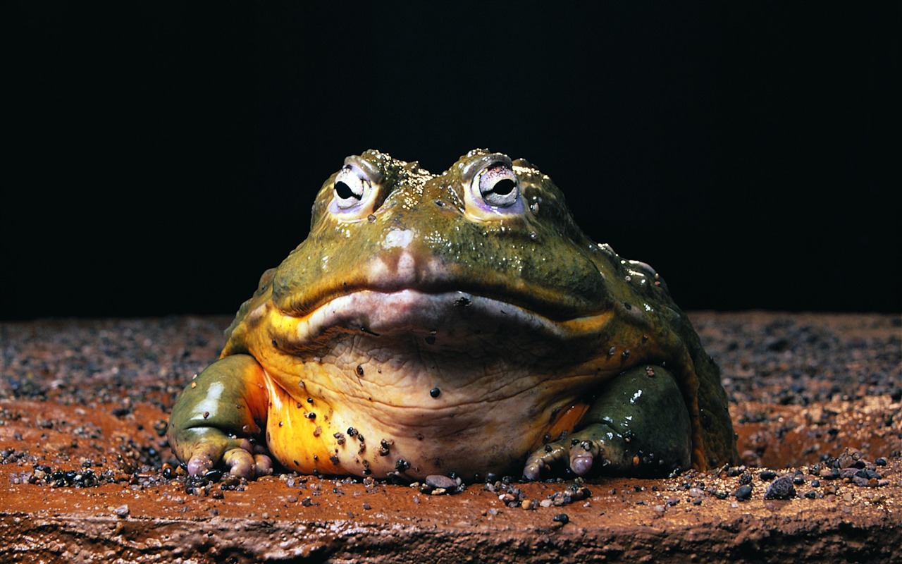Animal Widescreen Wallpapers Collection (11) #10 - 1280x800