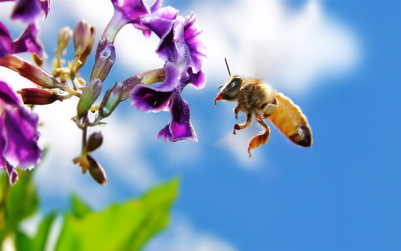 Animal Widescreen Wallpapers Collection (12) #1 - 1280x800