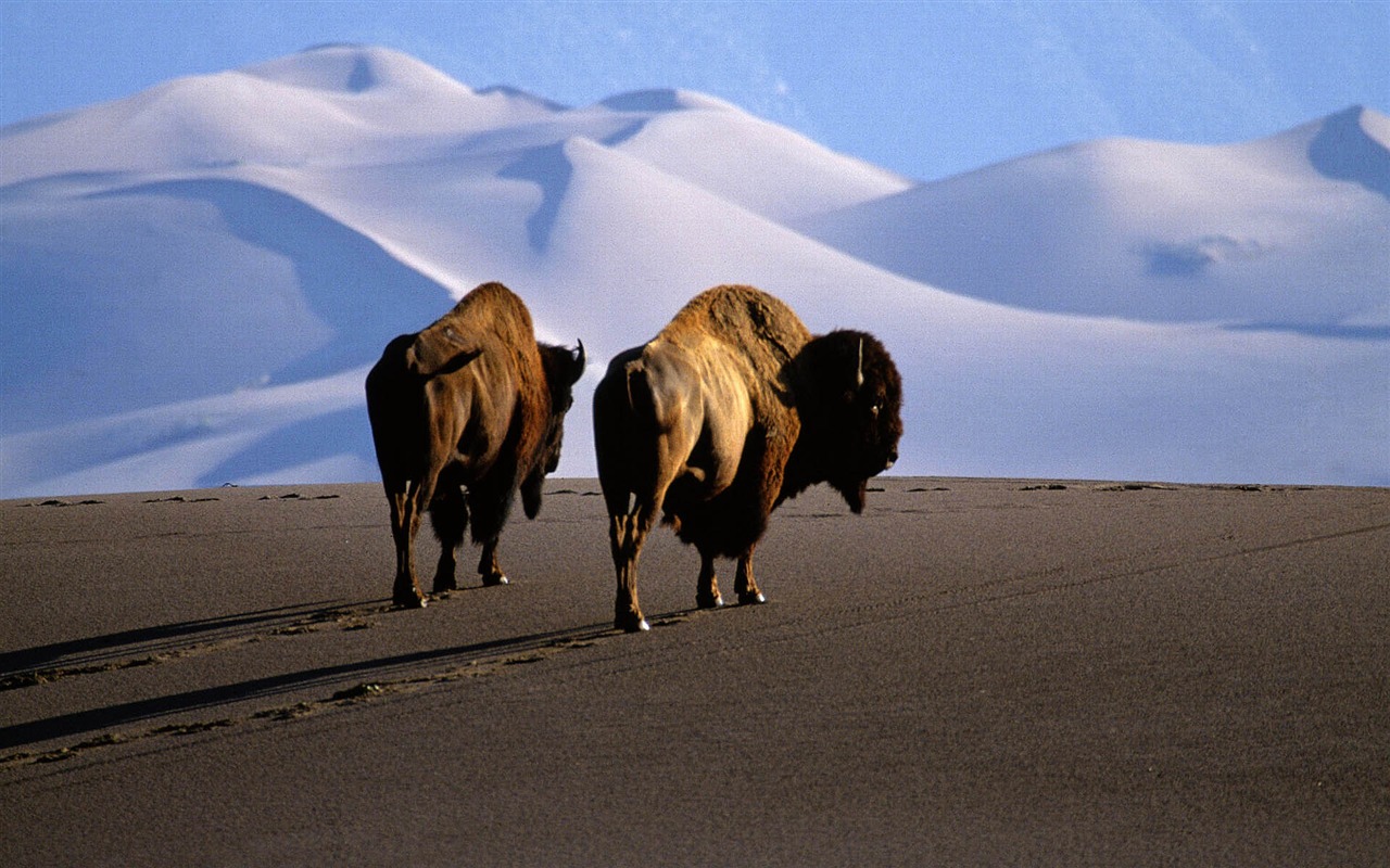 Animal Widescreen Wallpapers Collection (12) #8 - 1280x800