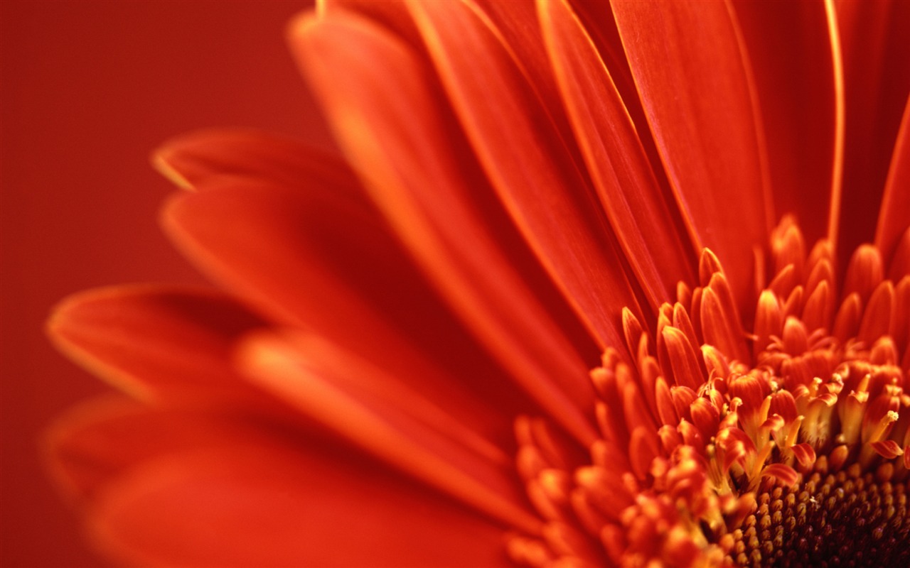 Flowers green leaf close-up wallpaper (1) #9 - 1280x800