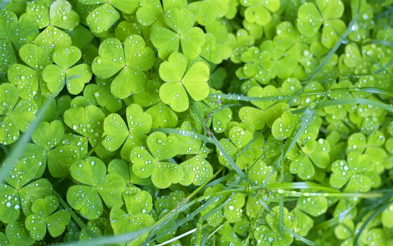 Flowers green leaf close-up wallpaper (1) #11 - 1280x800