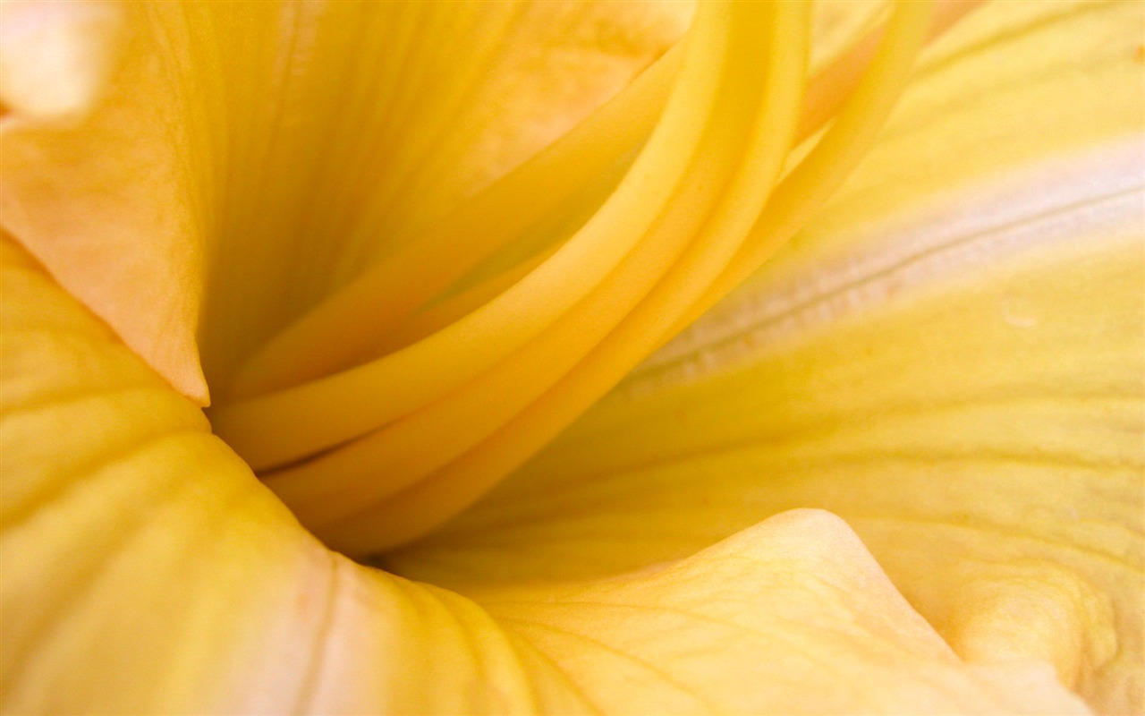 Fleurs vert feuille papier peint close-up (1) #19 - 1280x800