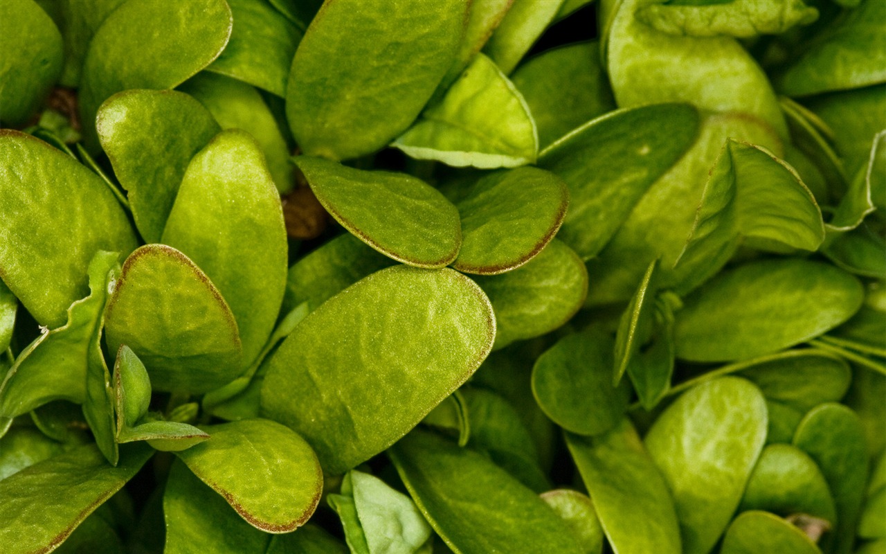 Flowers green leaf close-up wallpaper (2) #3 - 1280x800