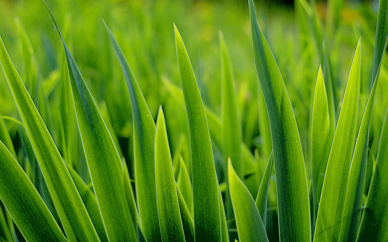 Fleurs vert feuille papier peint close-up (2) #4 - 1280x800