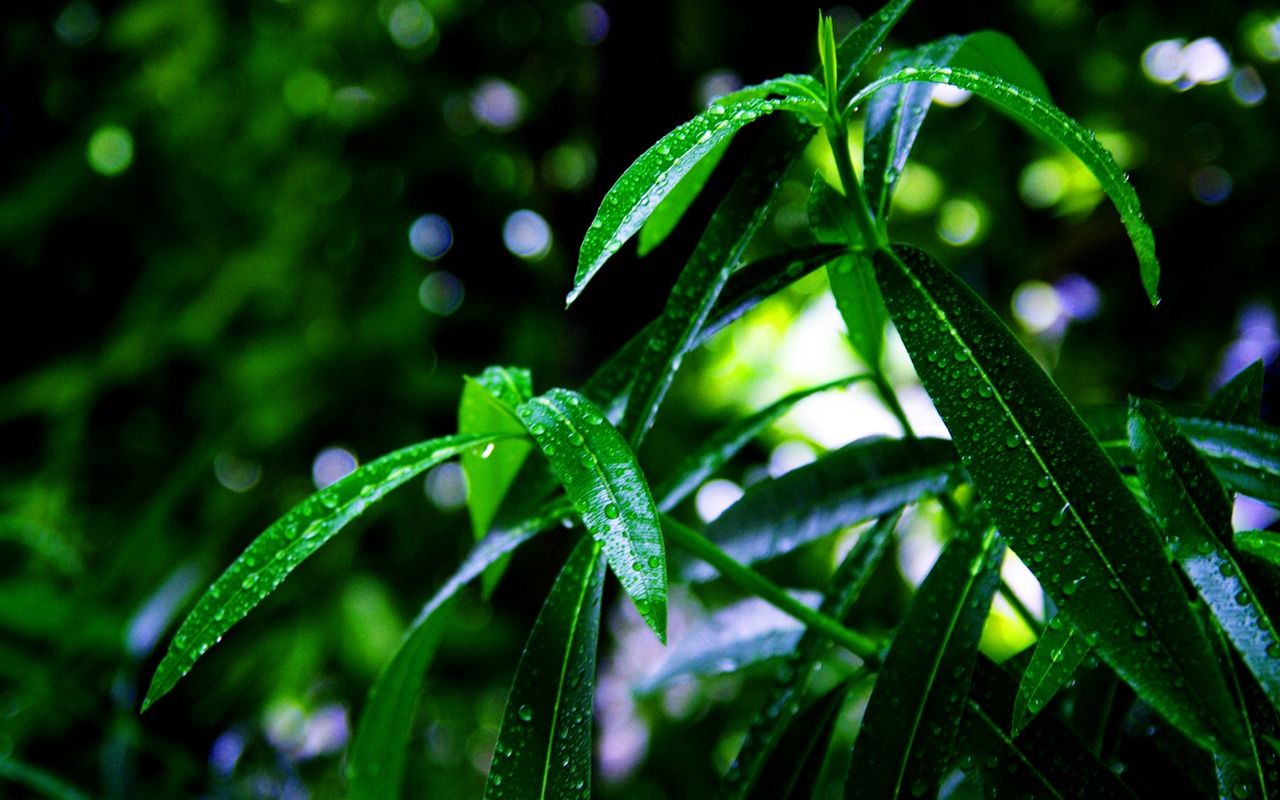 Flowers green leaf close-up wallpaper (2) #6 - 1280x800