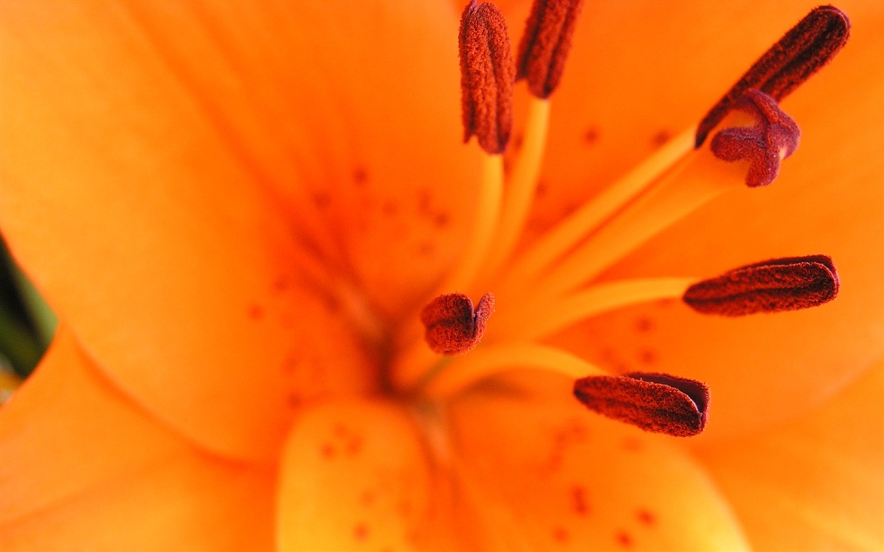 Flowers green leaf close-up wallpaper (2) #12 - 1280x800