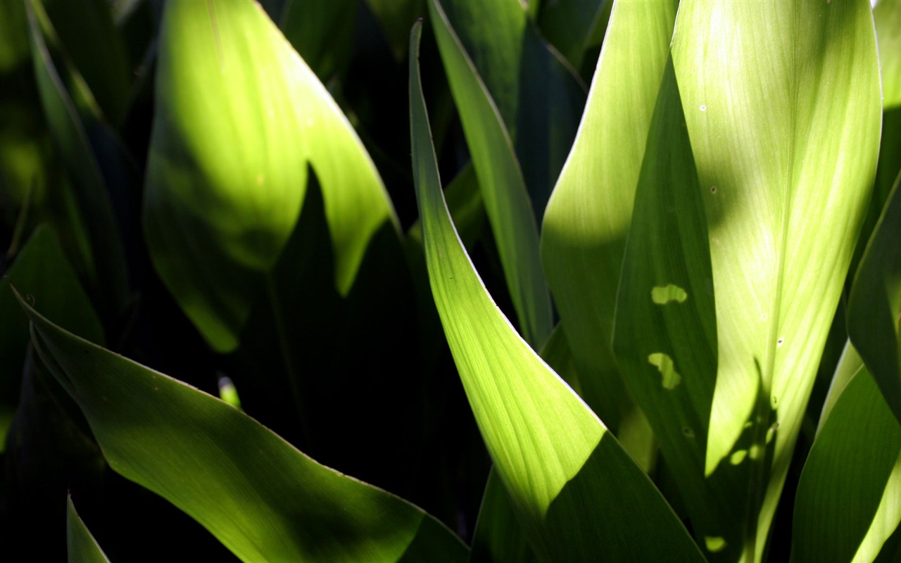 Fleurs vert feuille papier peint close-up (2) #17 - 1280x800