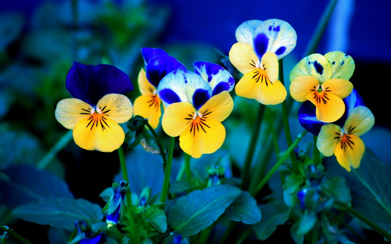 Flowers green leaf close-up wallpaper (3) #1 - 1280x800