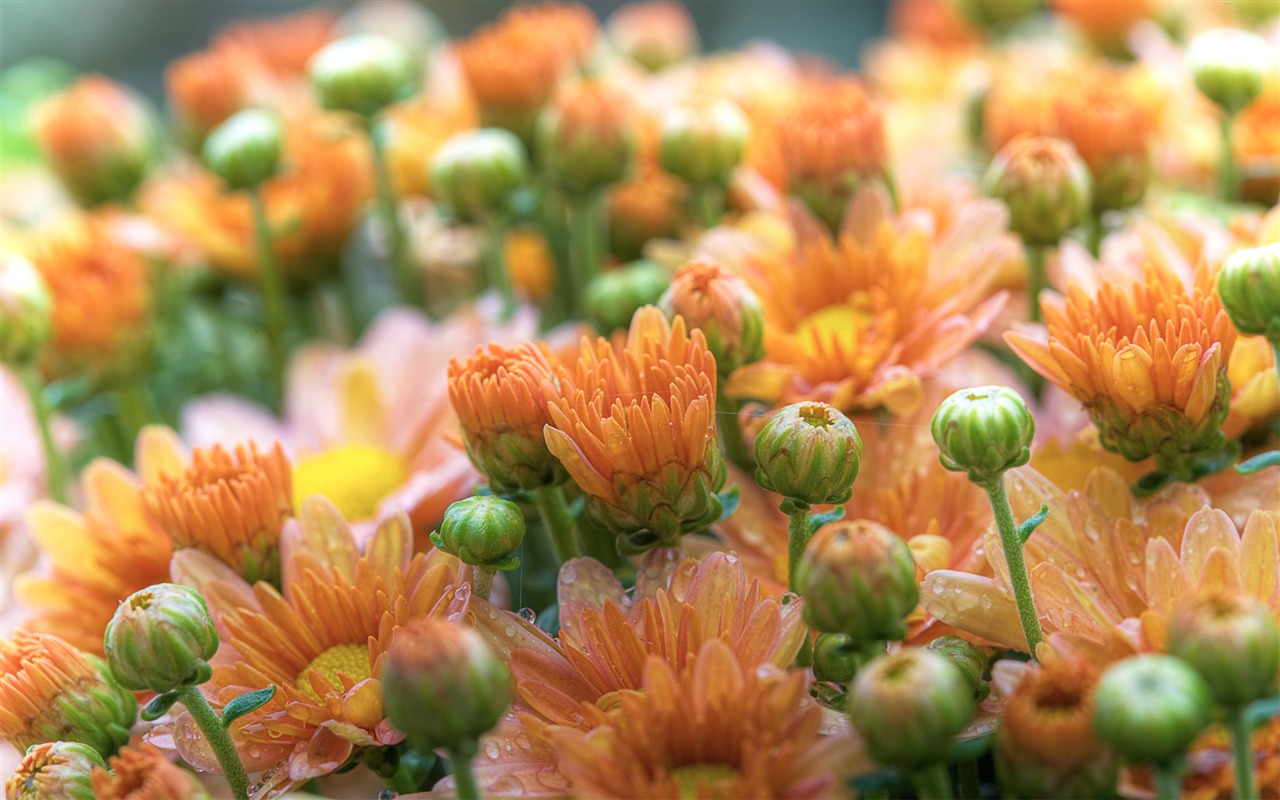 Flowers green leaf close-up wallpaper (3) #4 - 1280x800