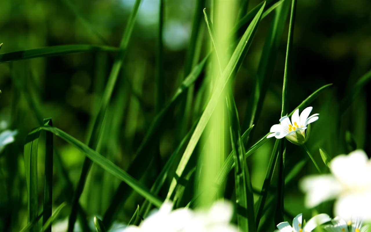 Flowers green leaf close-up wallpaper (3) #17 - 1280x800