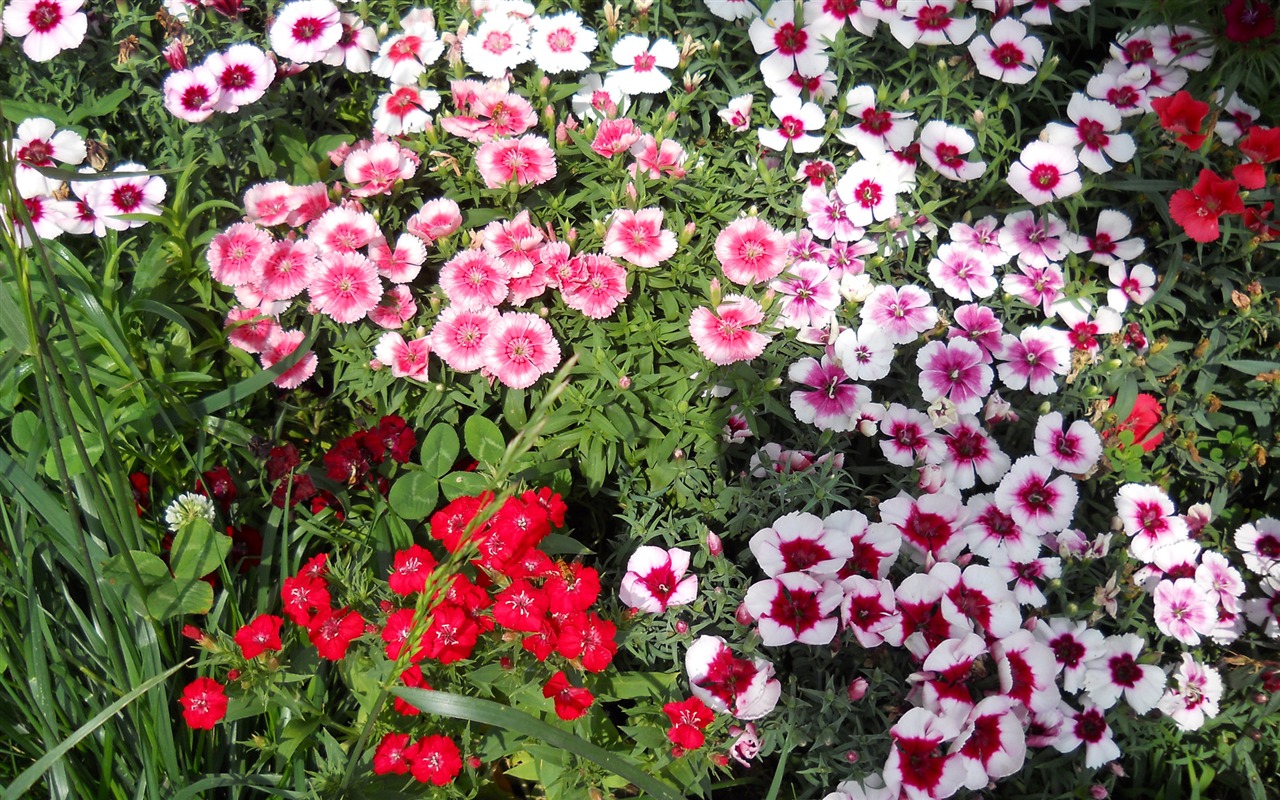 Flowers green leaf close-up wallpaper (4) #8 - 1280x800