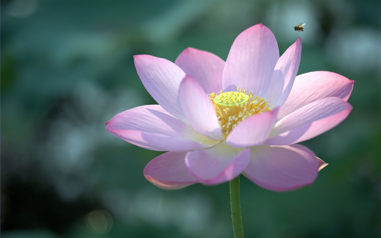 鮮花綠葉特寫 壁紙(四) #11 - 1280x800