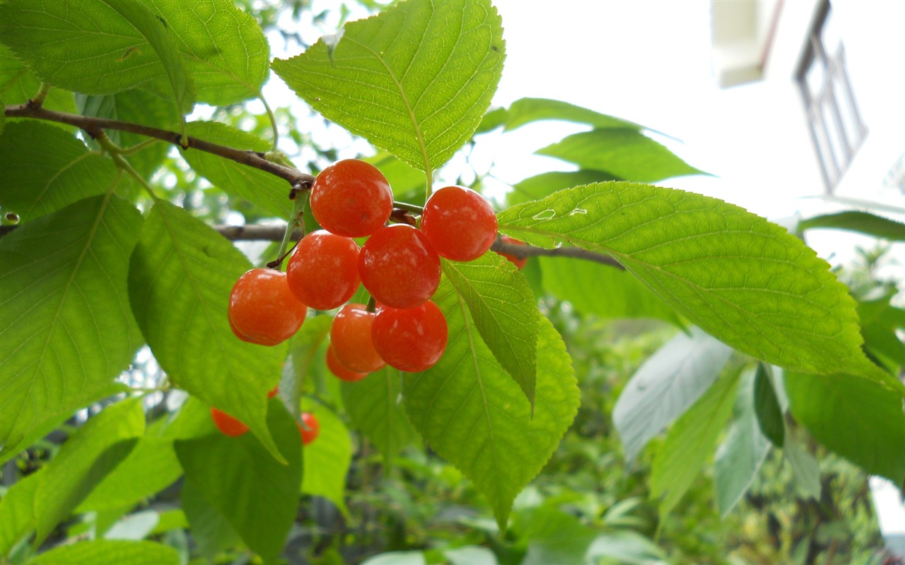 鲜花绿叶特写 壁纸(四)19 - 1280x800