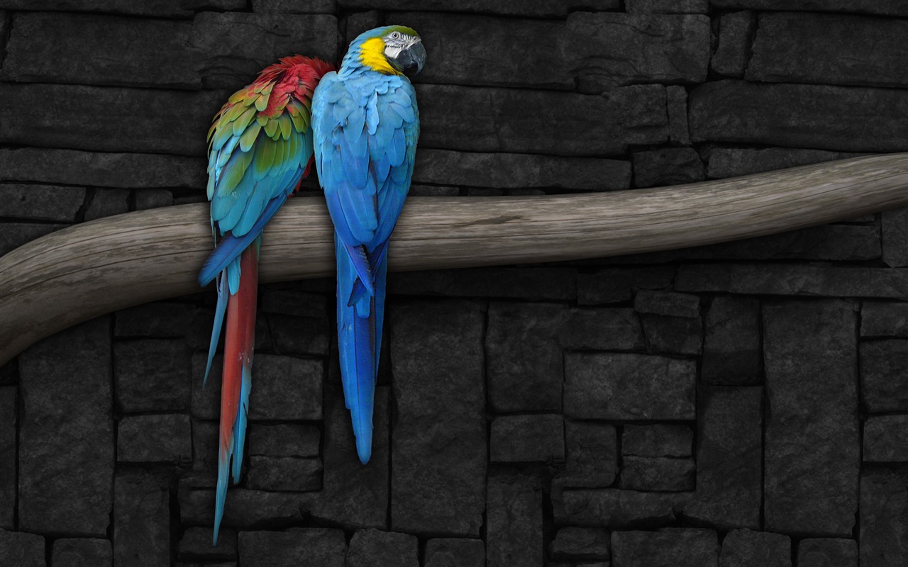 zvířat širokoúhlý Tapety Kolekce (13) #20 - 1280x800