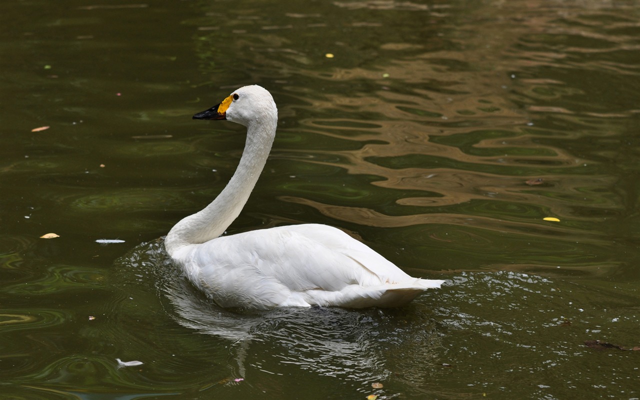 zvířat širokoúhlý Tapety Kolekce (13) #2 - 1280x800