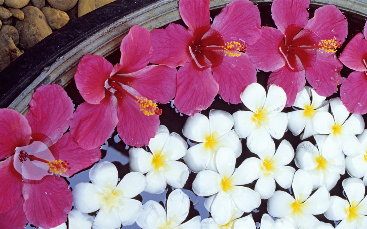 Widescreen wallpaper flowers close-up (13) #10 - 1280x800