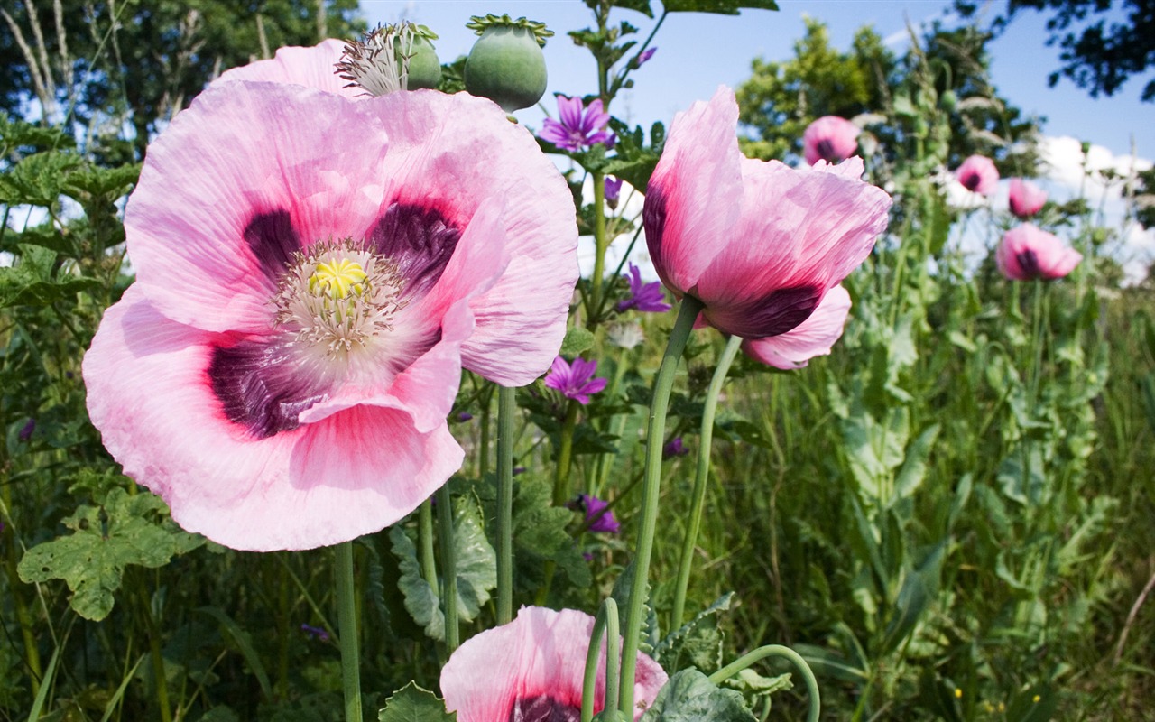 Widescreen wallpaper flowers close-up (13) #19 - 1280x800