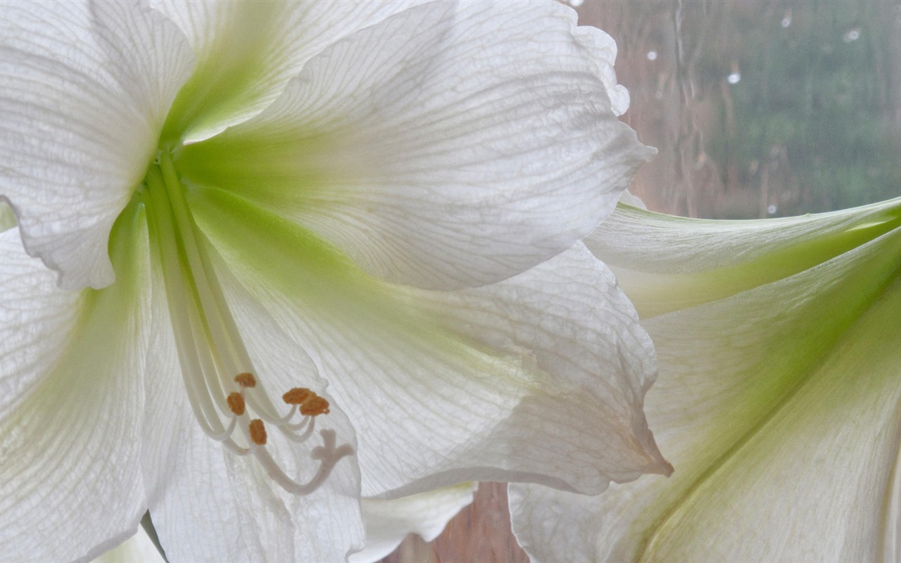 Widescreen wallpaper flowers close-up (14) #4 - 1280x800