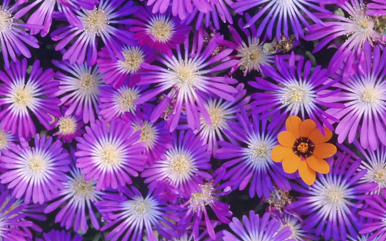Widescreen wallpaper flowers close-up (14) #5 - 1280x800