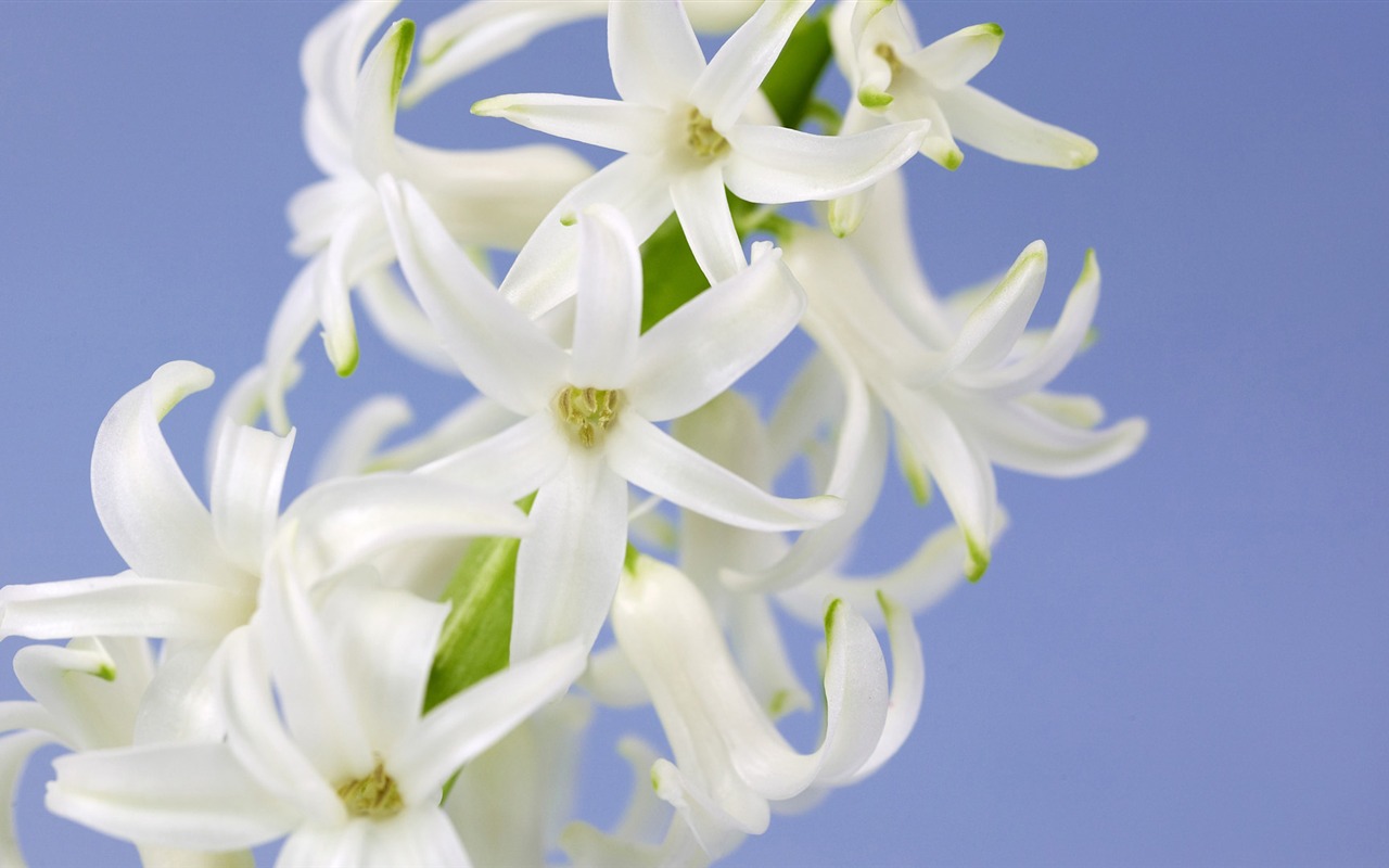 寬屏鮮花特寫 壁紙(14) #16 - 1280x800