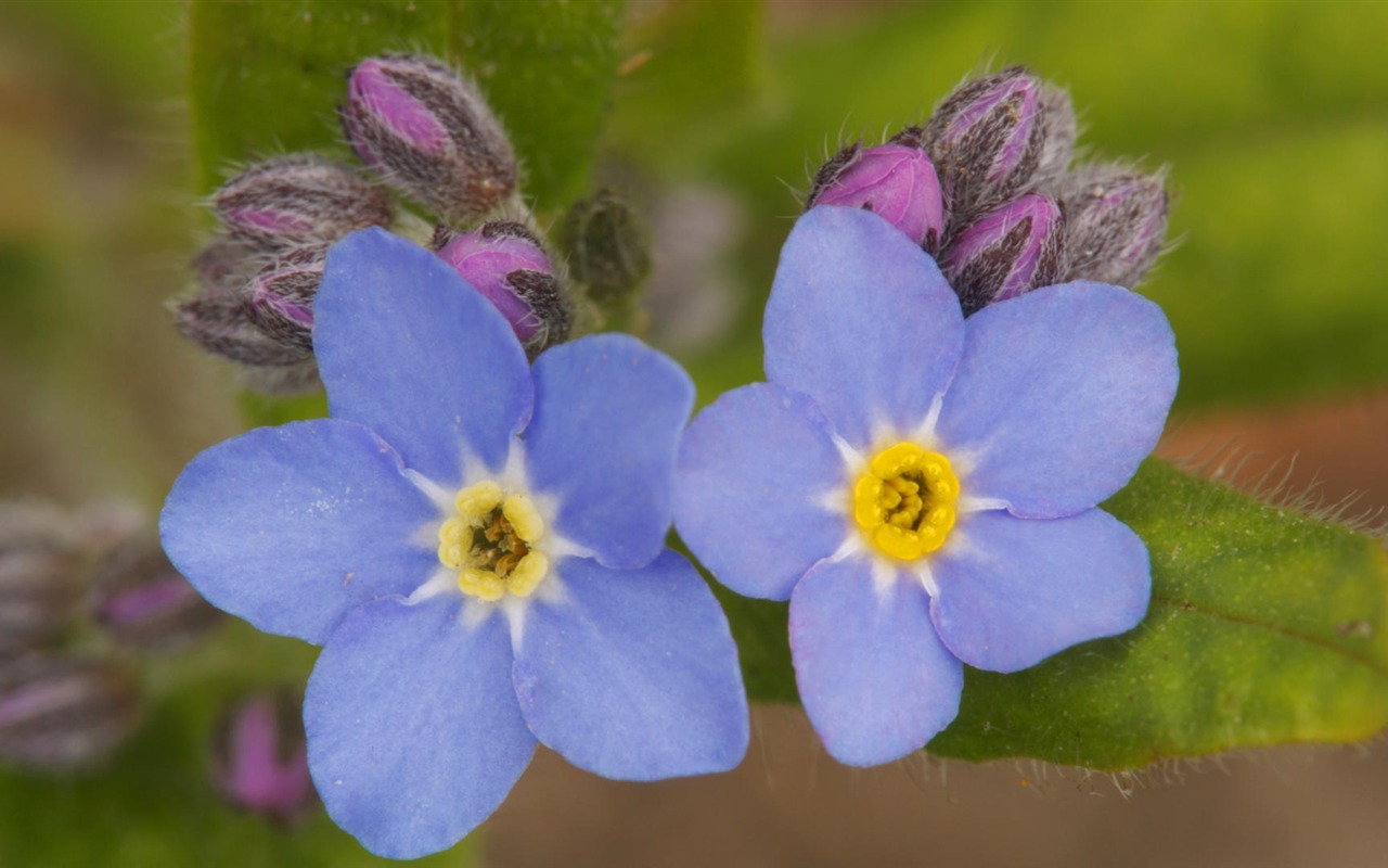 Widescreen wallpaper flowers close-up (14) #17 - 1280x800