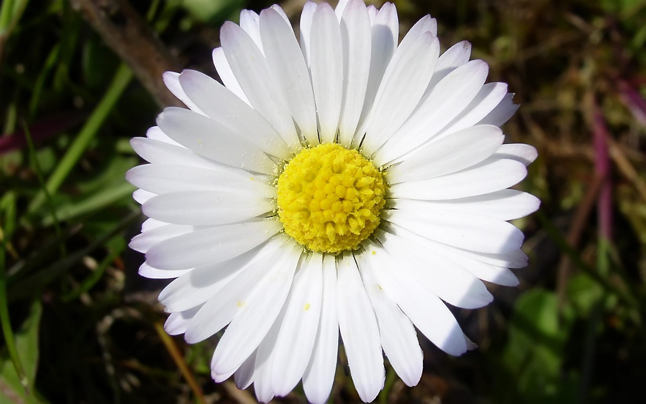 fleurs fond d'écran Widescreen close-up (15) #2 - 1280x800